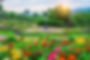 Vibrant flower garden with colorful zinnias and sun setting over mountains.