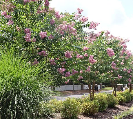 Blooming pink crape myrtle trees, green shrubs, and ornamental grass. | Down To Earth Landscaping | Jackson New Jersey, USA (732) 833-7702