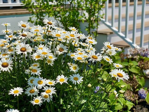 White daisies blooming brightly in a garden next to house steps. Residential landscaping near me| Down To Earth Landscaping | Jackson New Jersey, USA (732) 833-7702